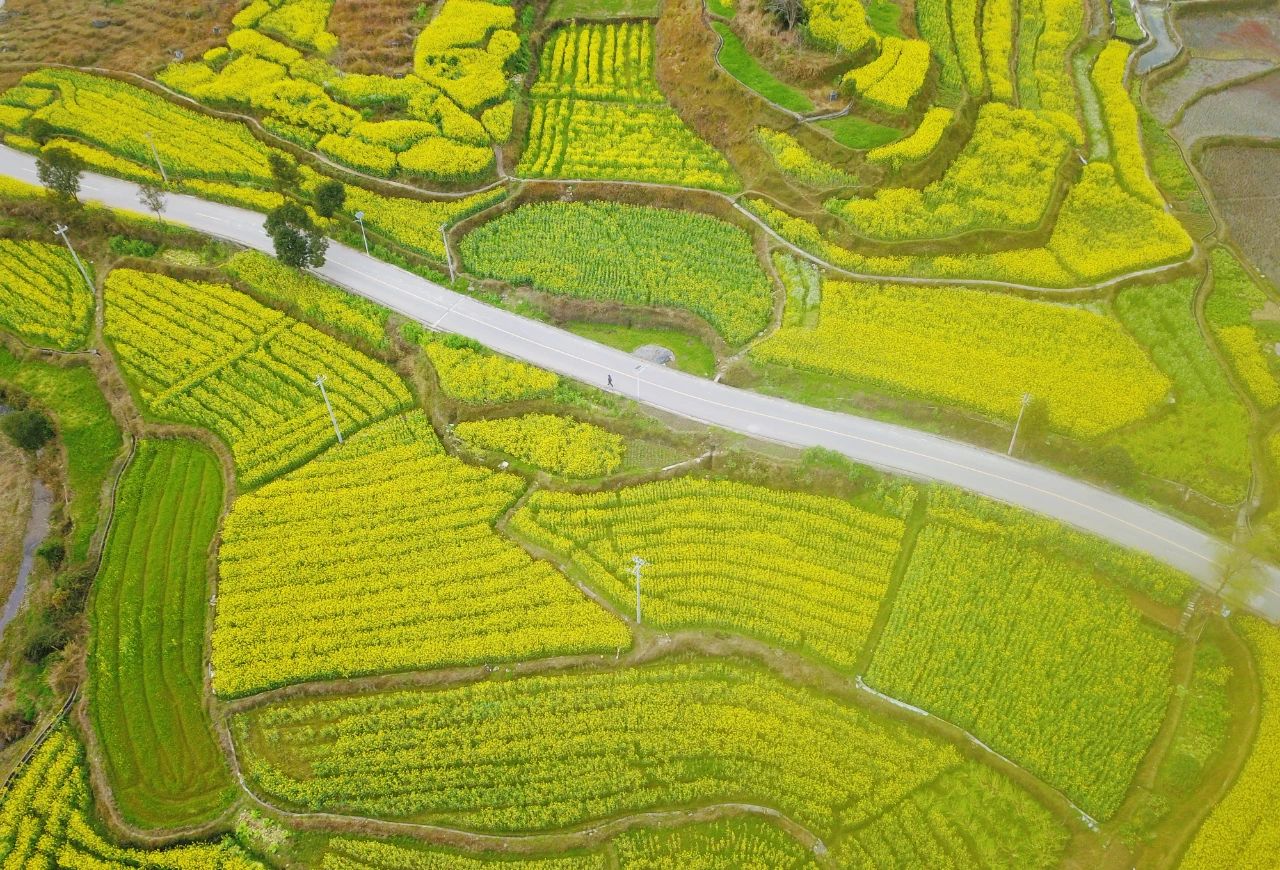 錦屏縣鐘靈鄉(xiāng) 油菜花開富鄉(xiāng)村，稻油輪作繪就金色畫卷